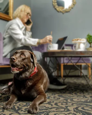 Pet friendly hotel